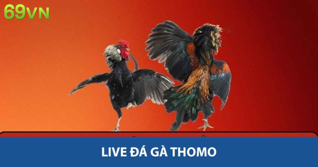 Trải Nghiệm Đỉnh Cao Với Live đá gà Thomo Tại Nhà Cái 69vn 1 Live đá gà thomo
