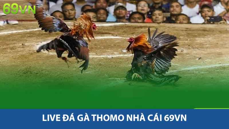 Trải Nghiệm Đỉnh Cao Với Live đá gà Thomo Tại Nhà Cái 69vn 2 Live đá gà Thomo Nhà Cái 69vn
